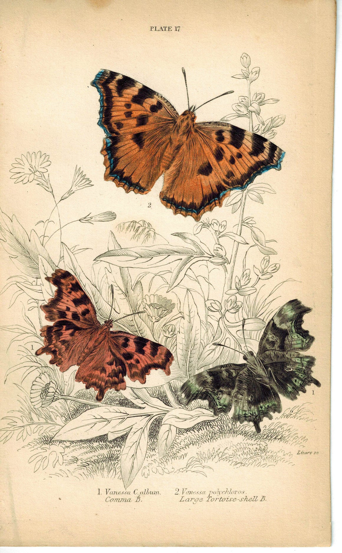 Large Great Tortoise-Shell Butterfly 1835 Hand Colored Jardine Duncan Print