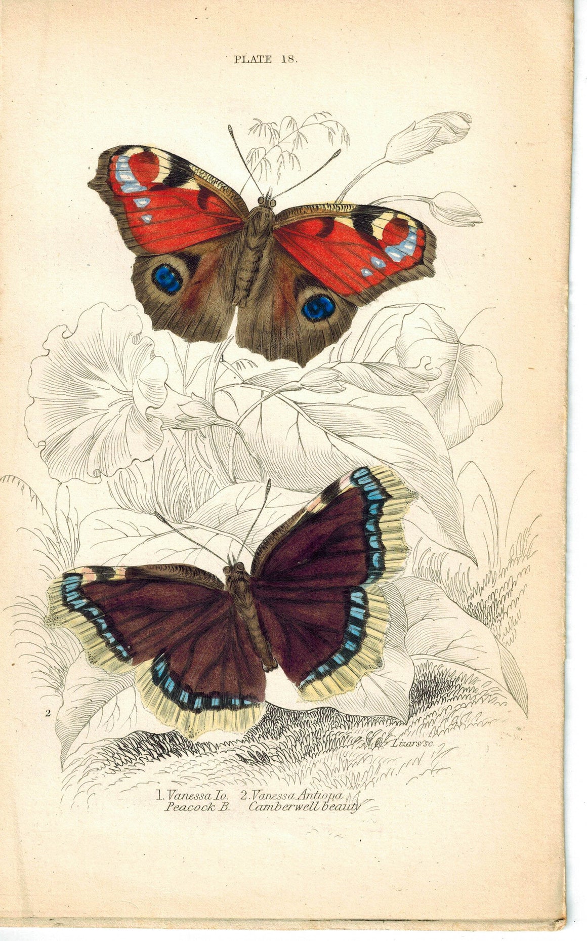 Peacock's Eye & Camberwell Beauty Butterfly 1835 Antique Jardine Duncan Print