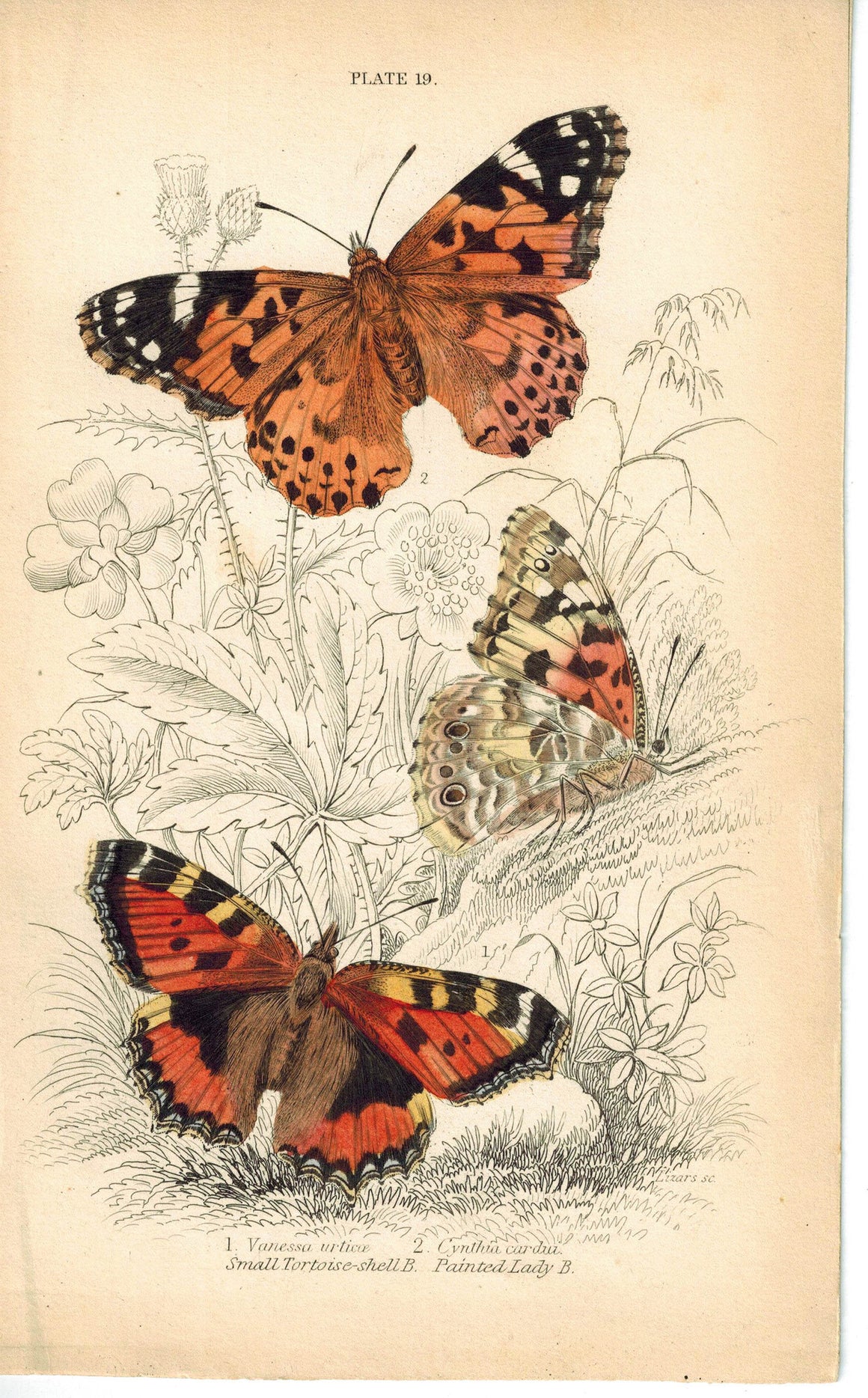 Small Tortoise-Shell & Painted Lady Butterfly 1835 Antique Jardine Duncan Print