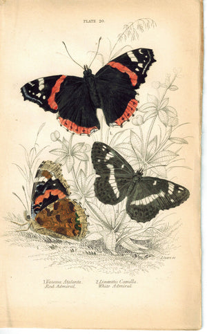Red and White Admiral Butterfly 1835 Antique Hand Colored Jardine Duncan Print