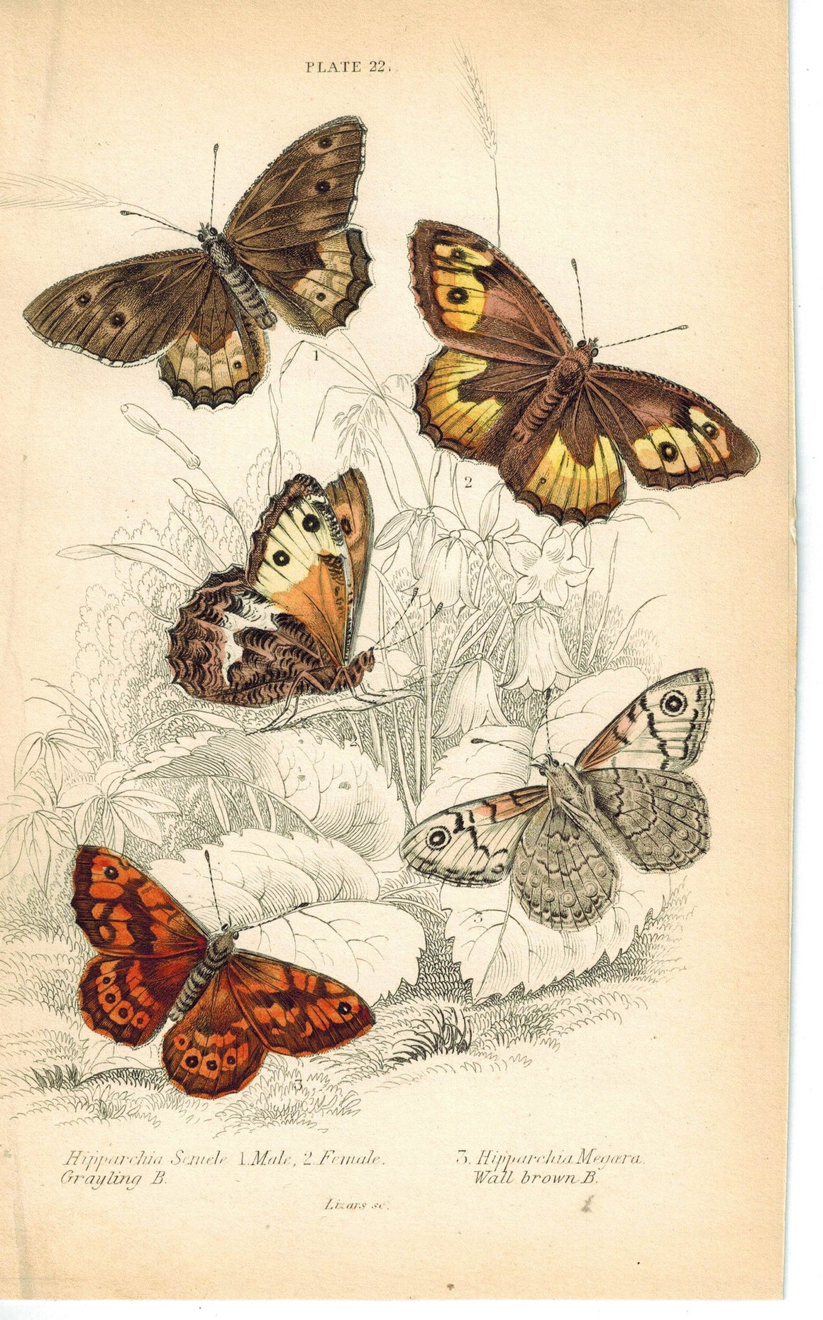 Wall and Grayling Butterfly 1835 Antique Hand Colored Jardine Duncan Print
