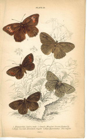Meadow Ringlet & Mountain Butterfly 1835 Hand Colored Jardine Duncan Print