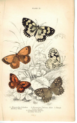 Marbled White, Large Heath Butterfly 1835 Hand Colored Jardine Duncan Print