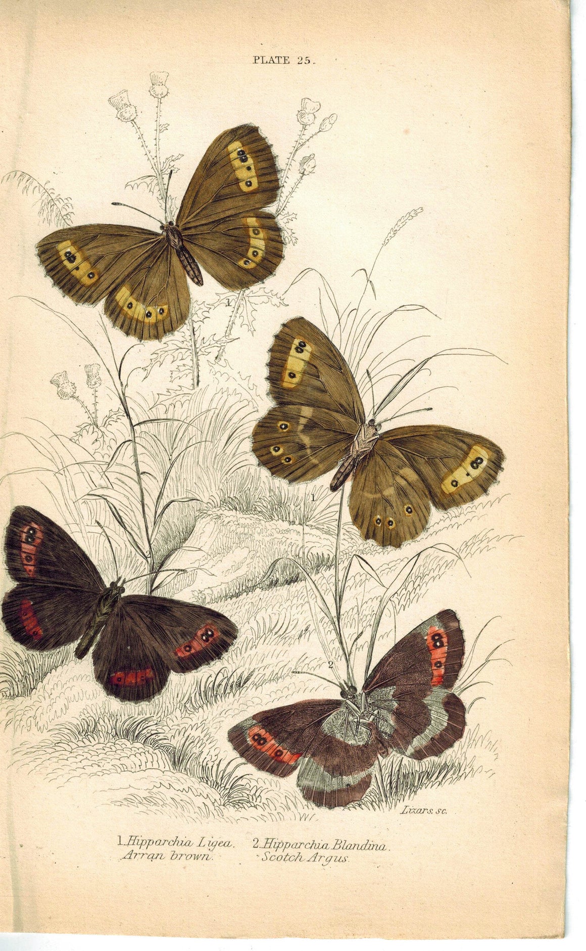Arran Brown & Scarce Small Ringlet Butterfly 1835 Jardine Duncan Antique Print