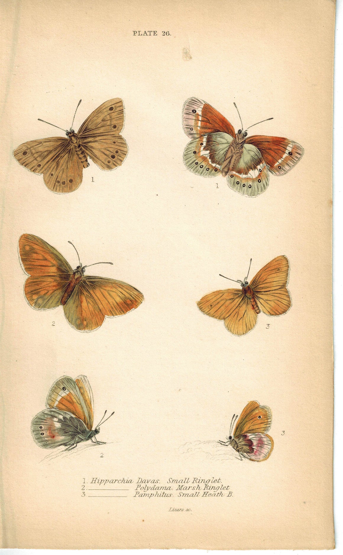 Small Ringlet, Mars &Heath Butterfly 1835 Hand Colored Jardine Duncan Print