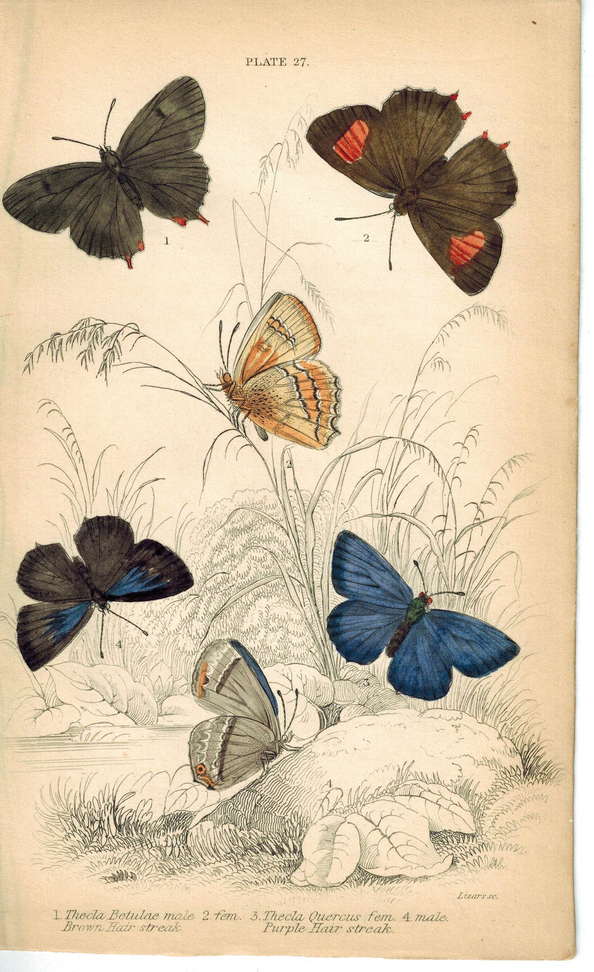 Brown & Purple Hair-Streak Butterfly 1835 Hand Colored Jardine Duncan Print