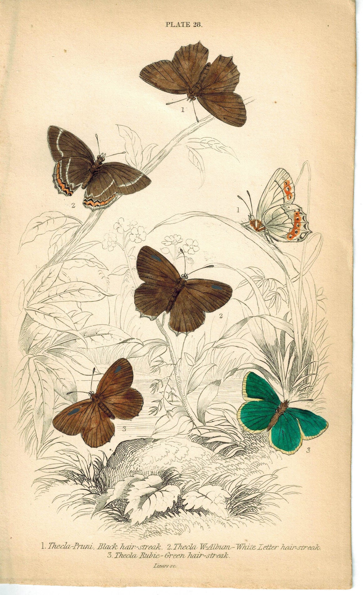 Black, White & Green Hair-Streak Butterfly 1835 Antique Jardine Duncan Print