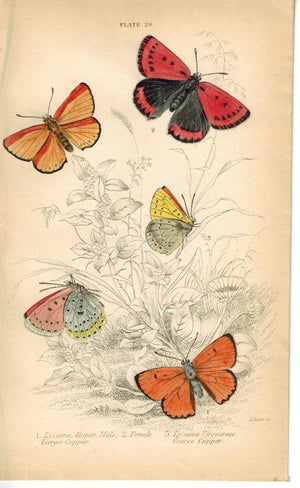 Large Scarce Copper Butterfly 1835 Hand Colored Jardine Duncan Antique Print