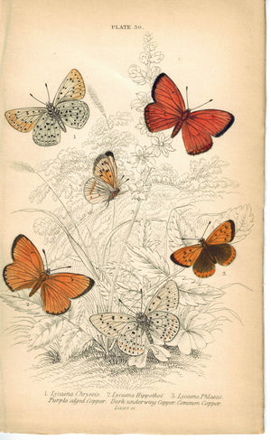 Common, Dark & Purple-edged Copper Butterfly 1835 Jardine Duncan Antique Print