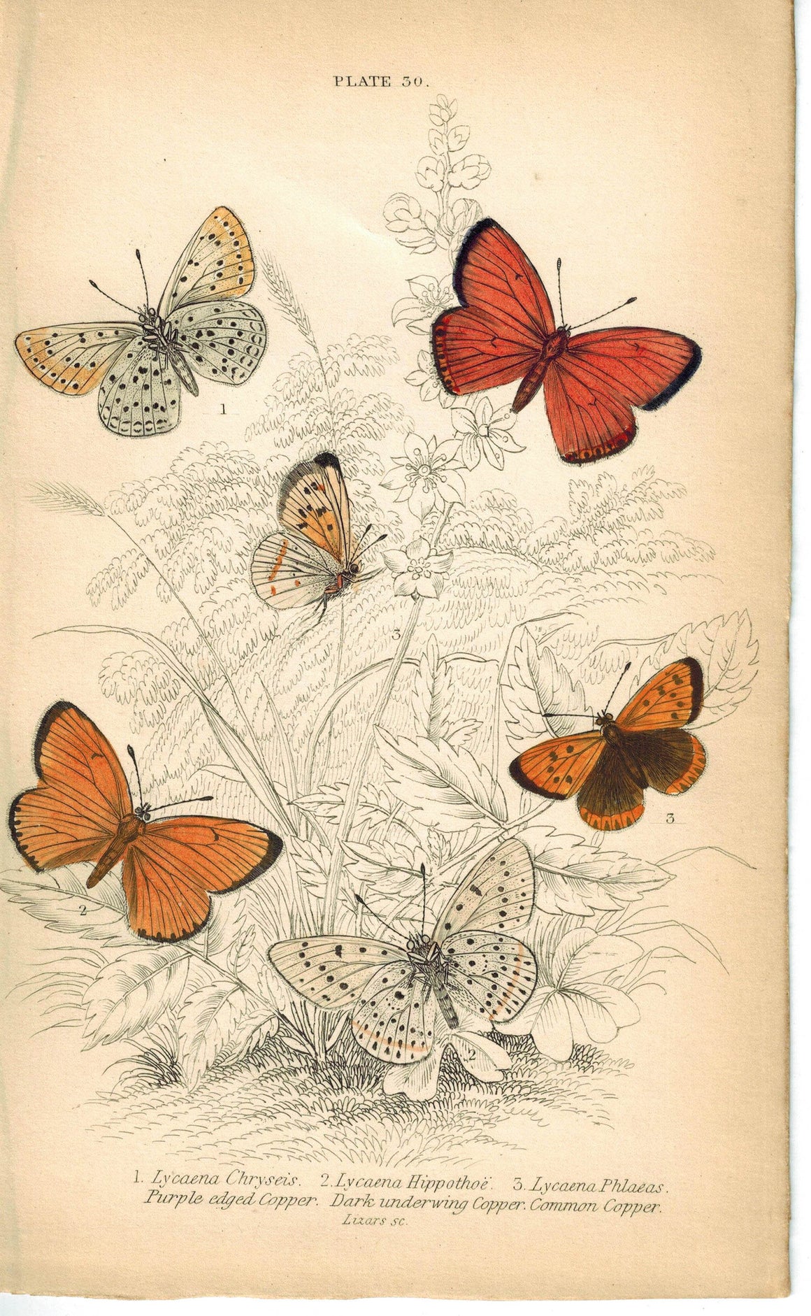 Common, Dark & Purple-edged Copper Butterfly 1835 Jardine Duncan Antique Print