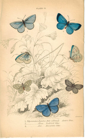 Azure, Bedford and Mazarine Blue Butterfly 1835 Jardine Duncan Antique Print