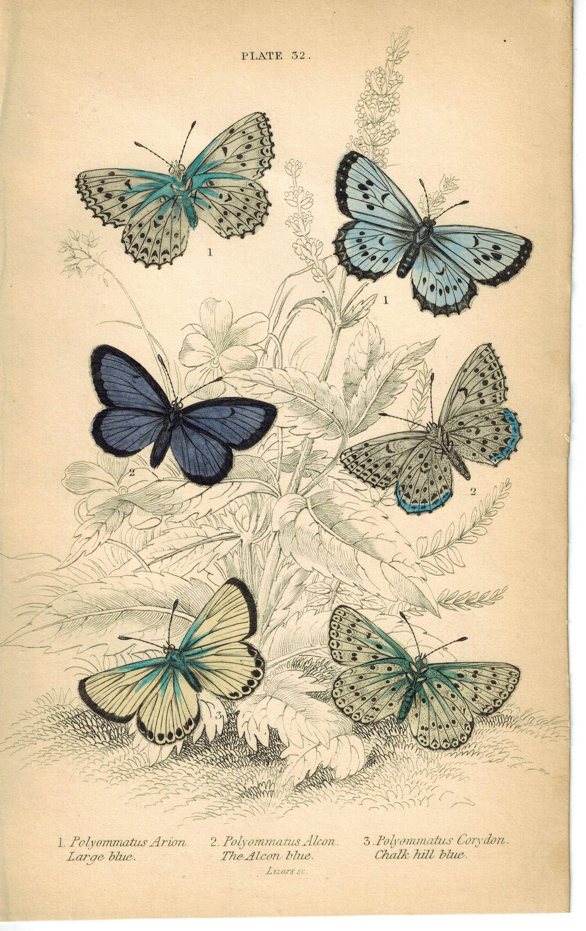 Large, Alcon & Chalk-Hill Blue Butterfly 1835 Jardine Duncan Antique Print