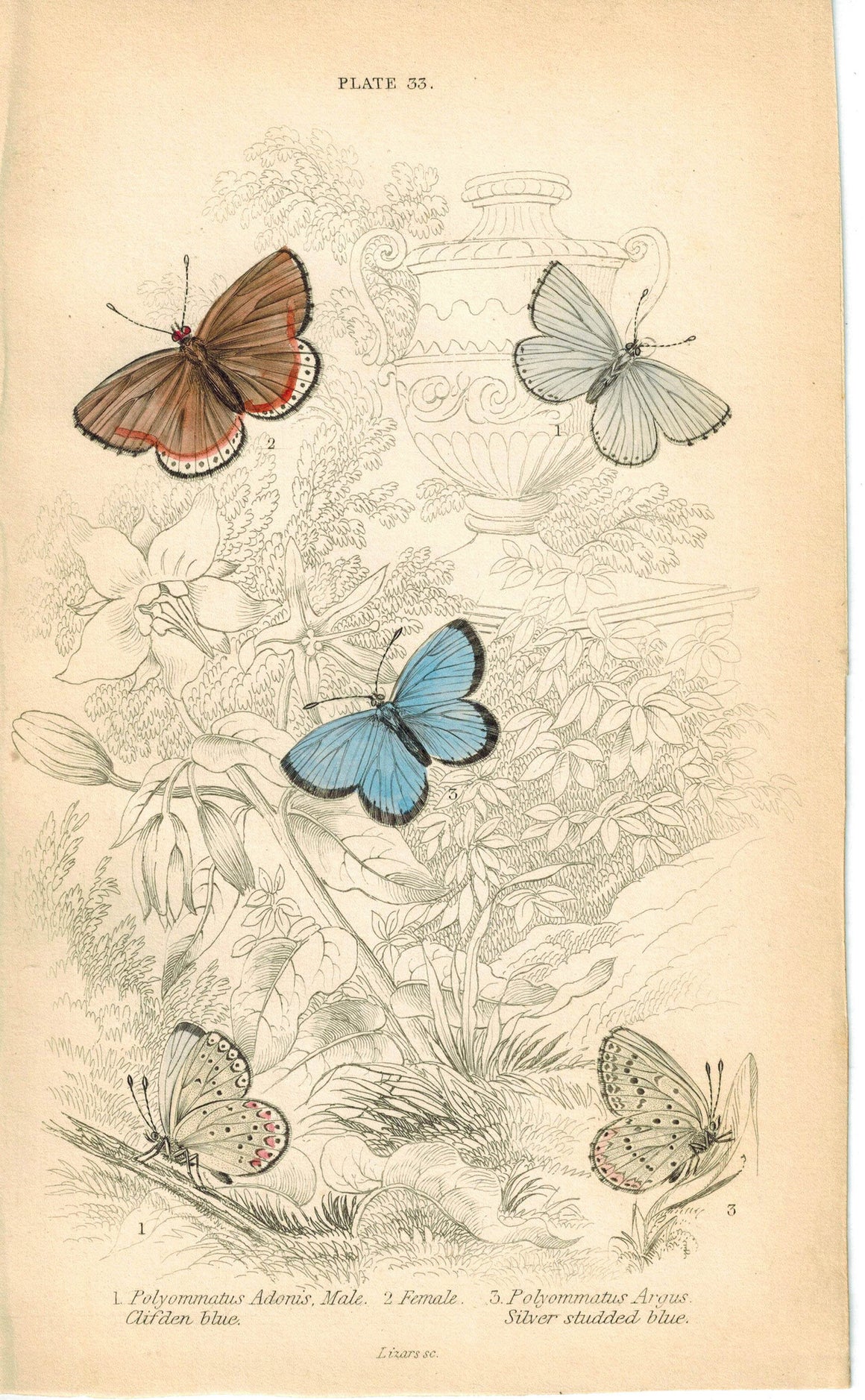 Clifden, Common and Silver Studded Butterfly 1835 Jardine Duncan Antique Print