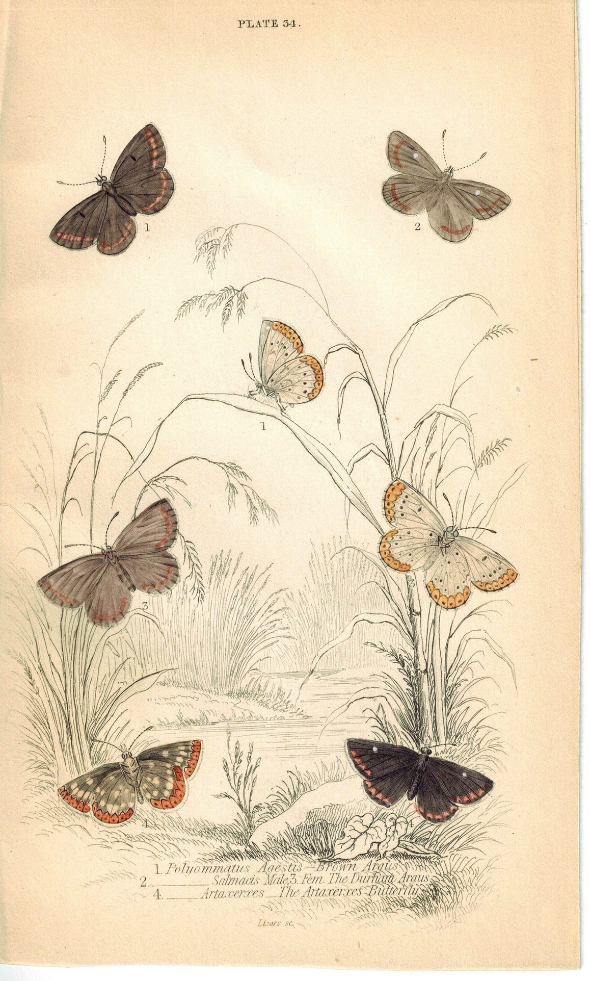 Brown, Durham Argus & Artaxerxes Butterfly 1835 Jardine Duncan Antique Print