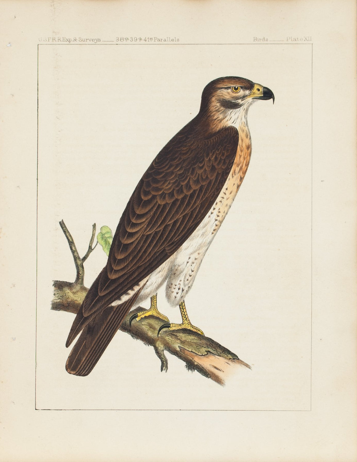 Swainson's Hawk (Buteo Swainsoni Hawk) 1859 Antique Bird Print Plate 12