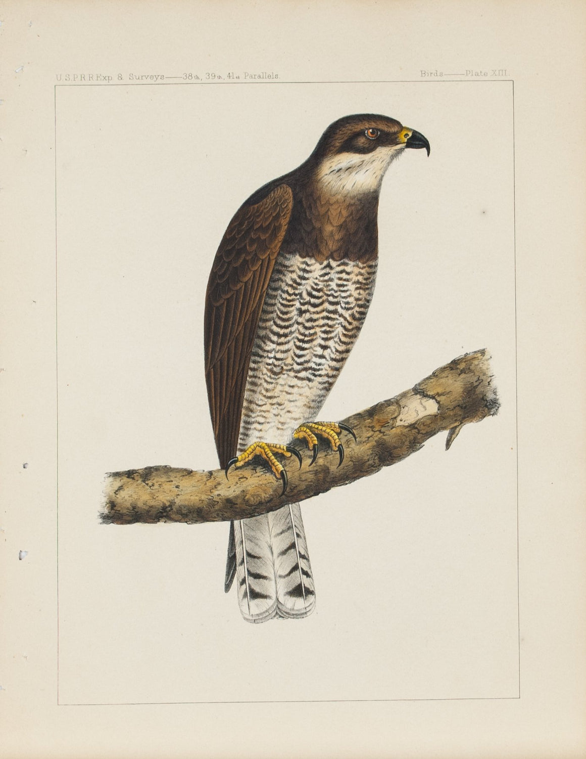Swainson's Hawk (Buteo Swainsoni Hawk) 1859 Antique Bird Print Plate 13