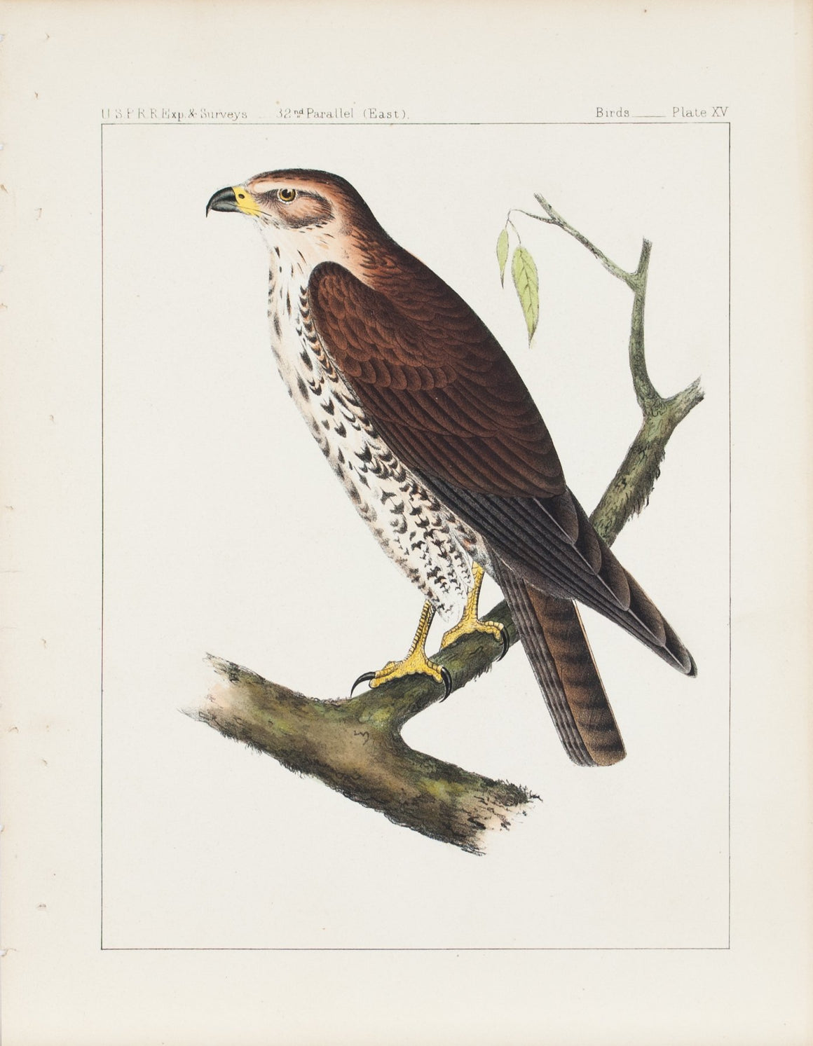 Hawk (Buteo Oxypterus) 1859 Antique Hand Colored Bird Print Plate 15