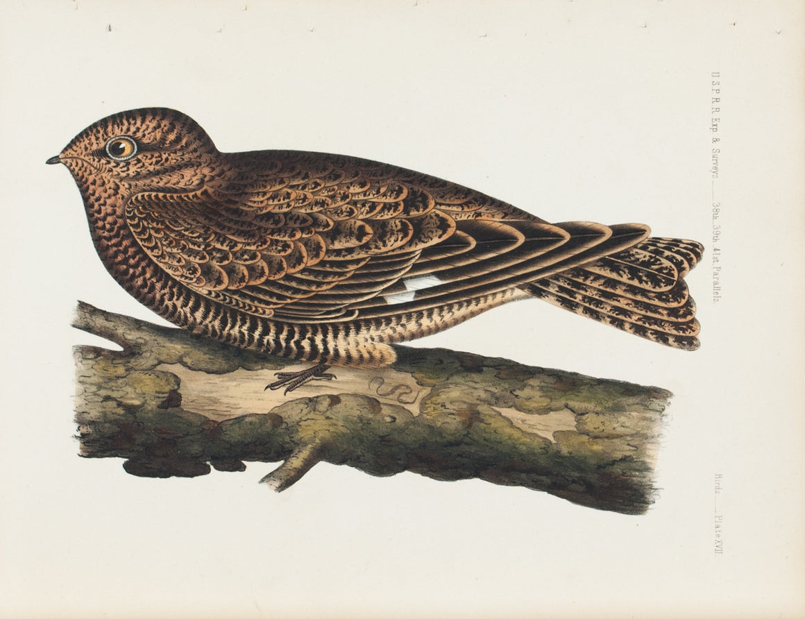 Western Nighthawk (Chordeiles Henryi) 1859 Antique Color Bird Print Plate 17