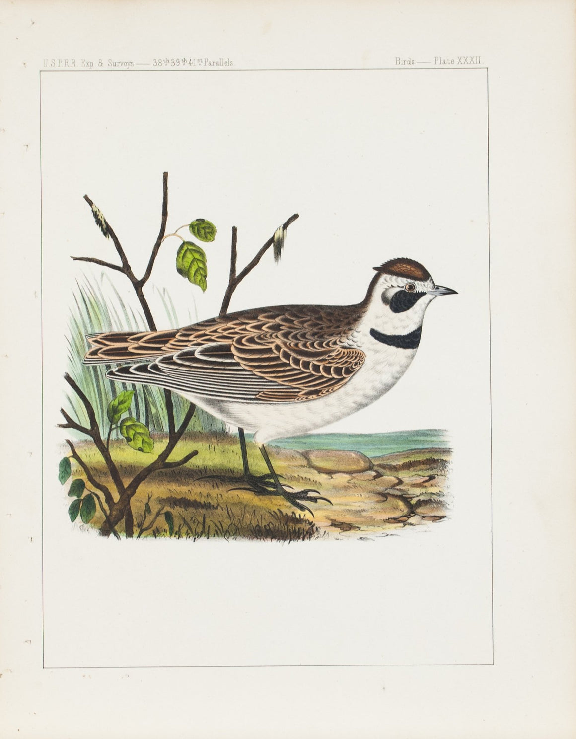 Sky Lark (Eremophila Cornuta) 1859 Antique Hand Colored Bird Print Plate 32
