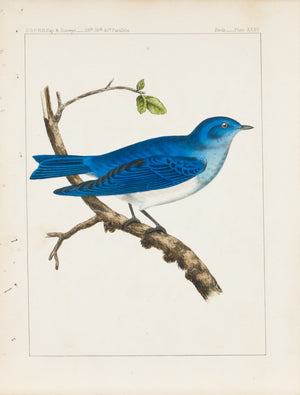 Swainson Arctic Bluebird (Sialia Arctica) 1859 Antique Color Bird Print Plate 35