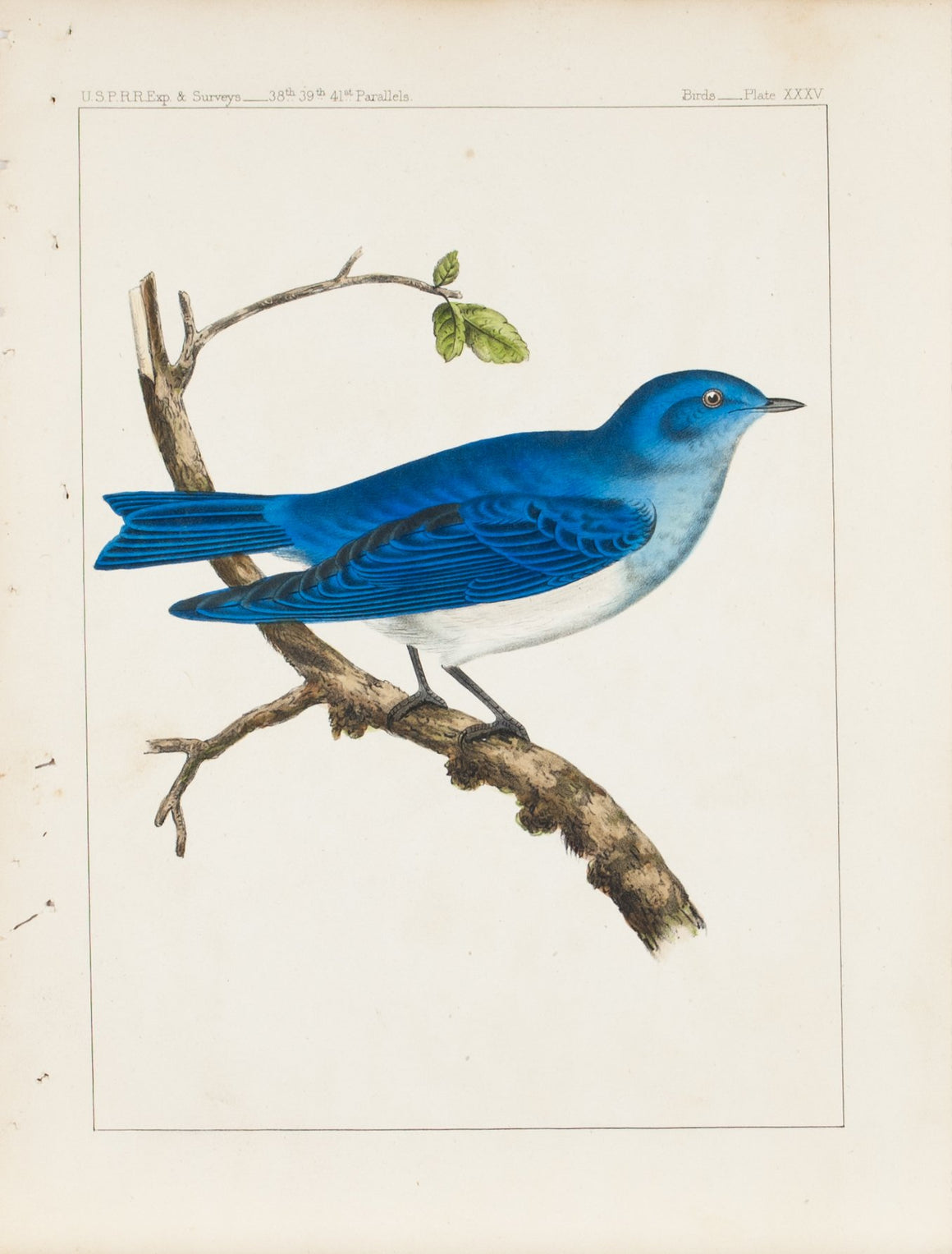 Swainson Arctic Bluebird (Sialia Arctica) 1859 Antique Color Bird Print Plate 35