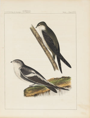White-throated Swift & Dekay 1859 Antique Hand Colored Bird Print Plate 18