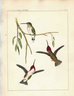Coste's Hummingbird (Atthis Costae, Reich) 1859 Antique Bird Print Plate 19