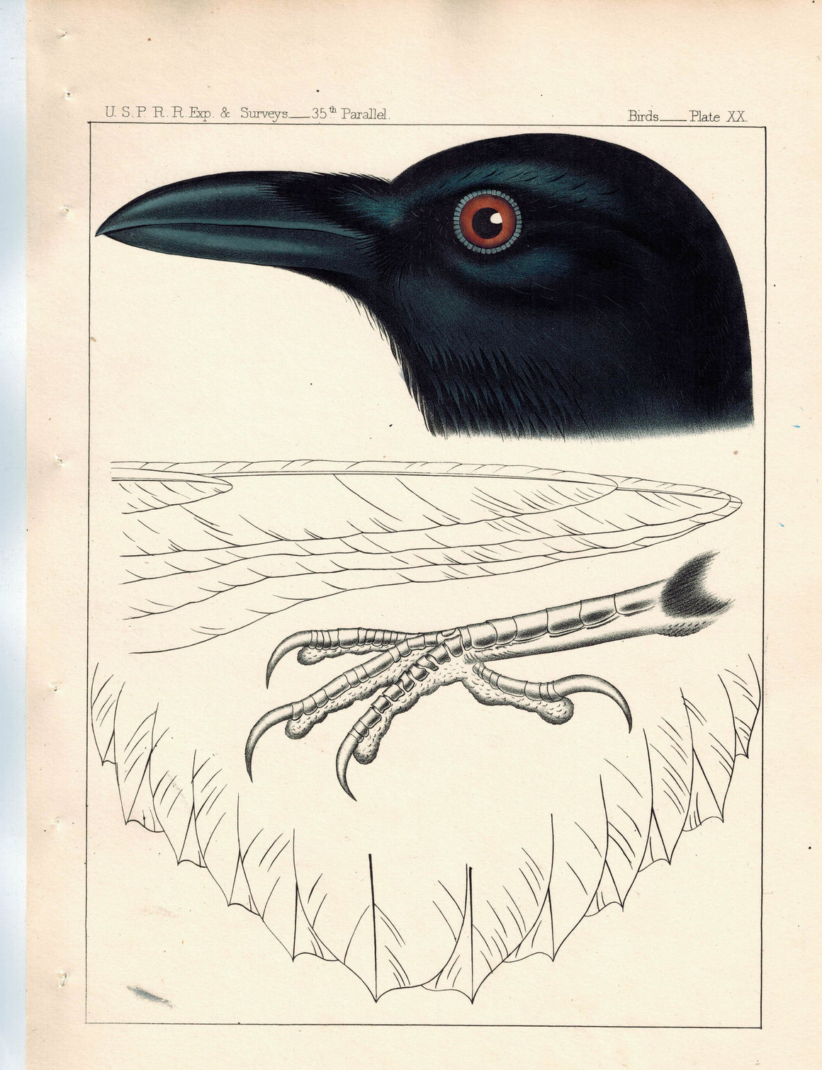 Colorado Raven (Corvus Cacalotl, Wagler) 1859 Antique Color Bird Print Plate 20