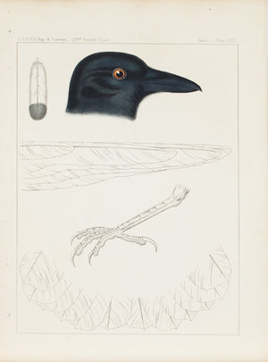 White-necked Crow (Corvus Cryptoleucus) 1859 Antique Color Bird Print Plate 22