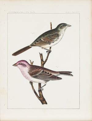 Cassin's Finch Melospiza Fallax / Carpodacus Cassinii, Baird 1859 Bird Print