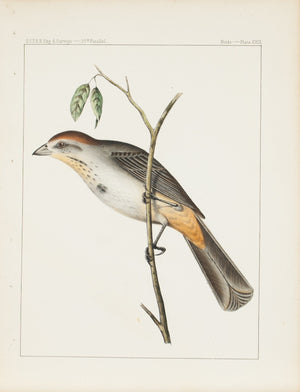 Brown Towhee (Pipilo mesoleucus, Baird) 1859 Color Antique Bird Print Plate 29