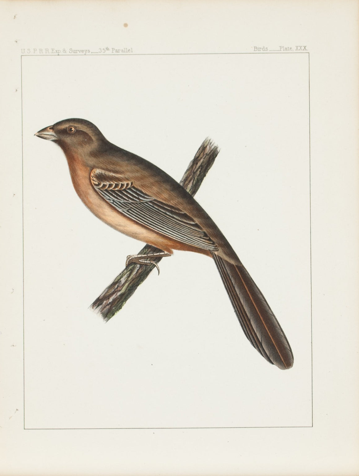 Abert's Finch (Pipilo abertii, Baird) 1859 Color Antique Bird Print Plate 30
