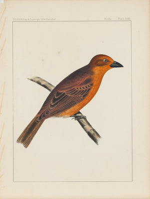 Hepatic Tanager (Pyranga hepatica, Swainson) 1859 Antique Bird Print Plate 31