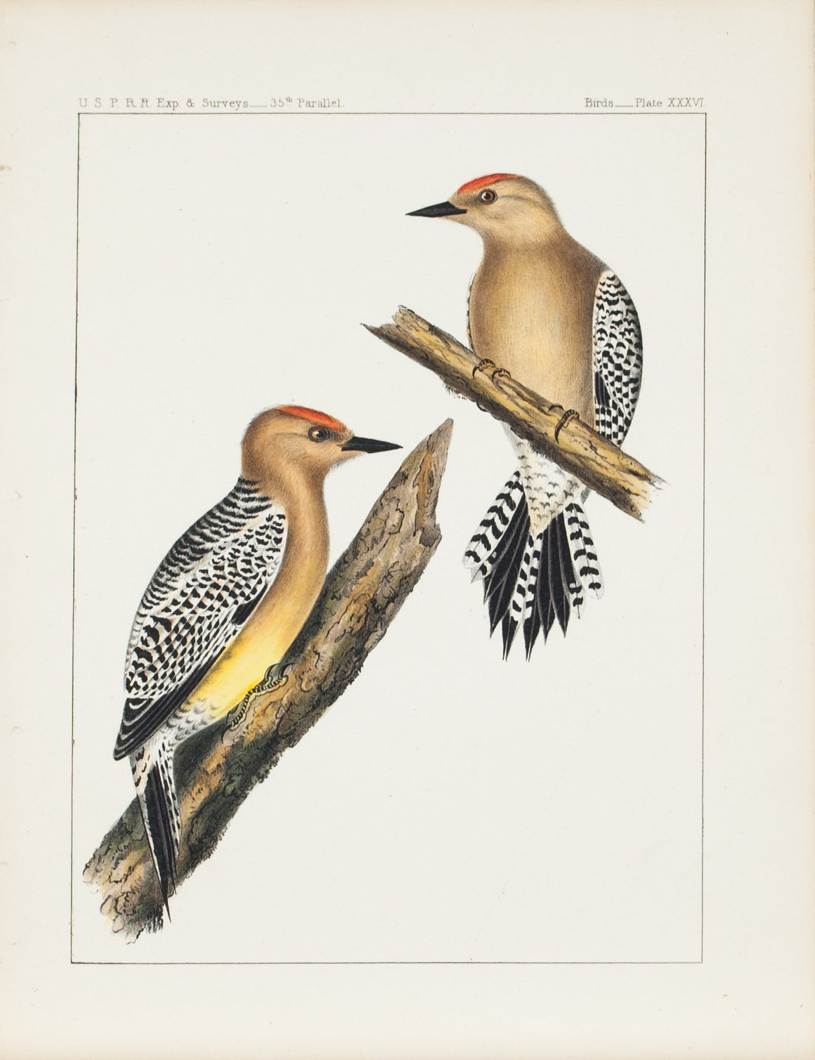 Gila Woodpecker (Centurus Uropygialis, Baird) 1859 Antique Bird Print Plate 36