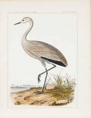 Little Crane (Grus Fraterculus, Cassin) 1859 Color Antique Bird Print Plate 37