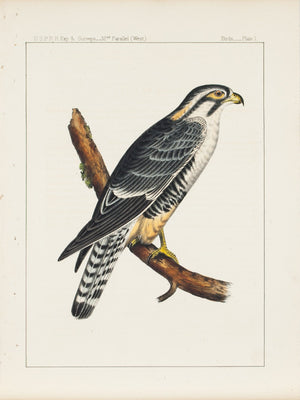 Aplomado Falcon (Buteo elegans, Cassin) 1859 Antique Bird Print Plate 1