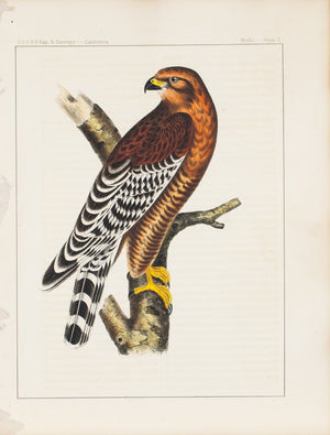 Red-shouldered Hawk 1859 Antique Hand Colored Bird Print Plate 2