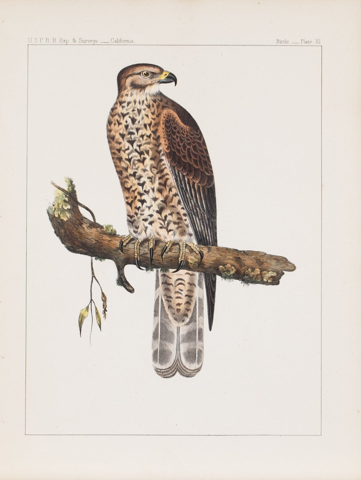 Western Red-shoulder Hawk (Buteo elegans, Cassin) 1859 Bird Print Plate 3