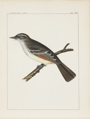 Ash-colored Fly-catcher (Myiarchus mexicanus, Baird) 1859 Bird Print Plate 5