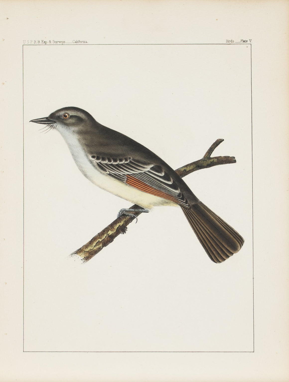 Ash-colored Fly-catcher (Myiarchus mexicanus, Baird) 1859 Bird Print Plate 5
