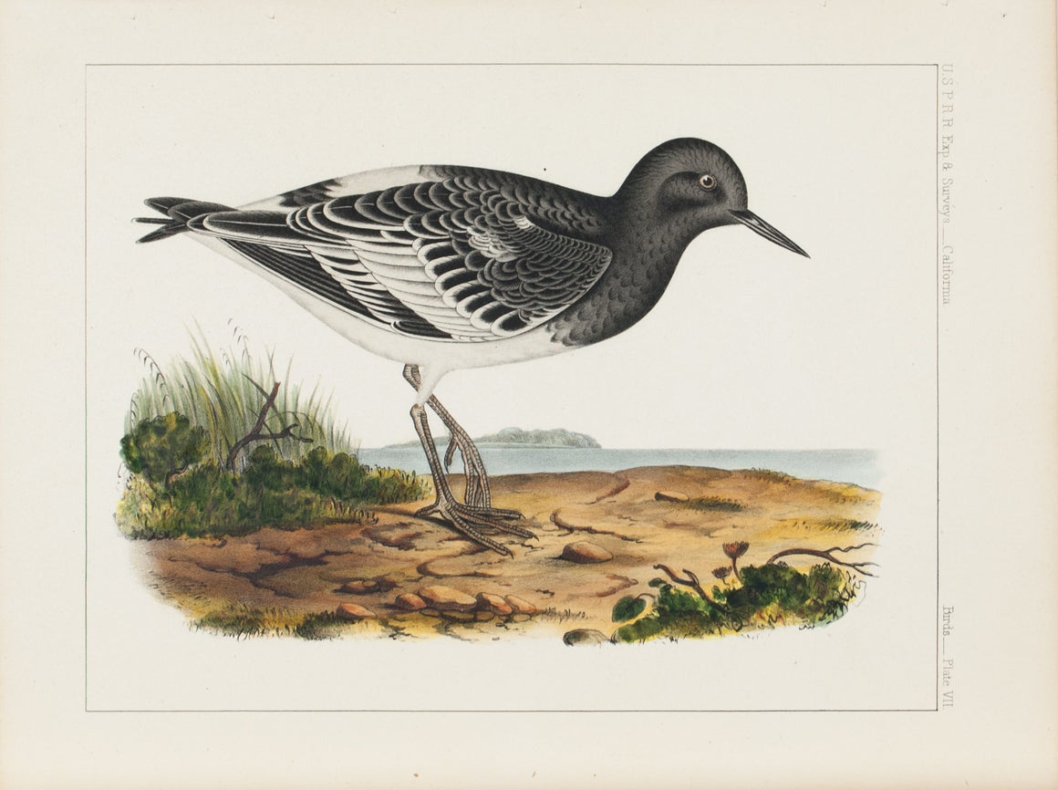 Black Turnstone (Strepsilas melanocephala, Vigors) 1859 Bird Print Plate 7