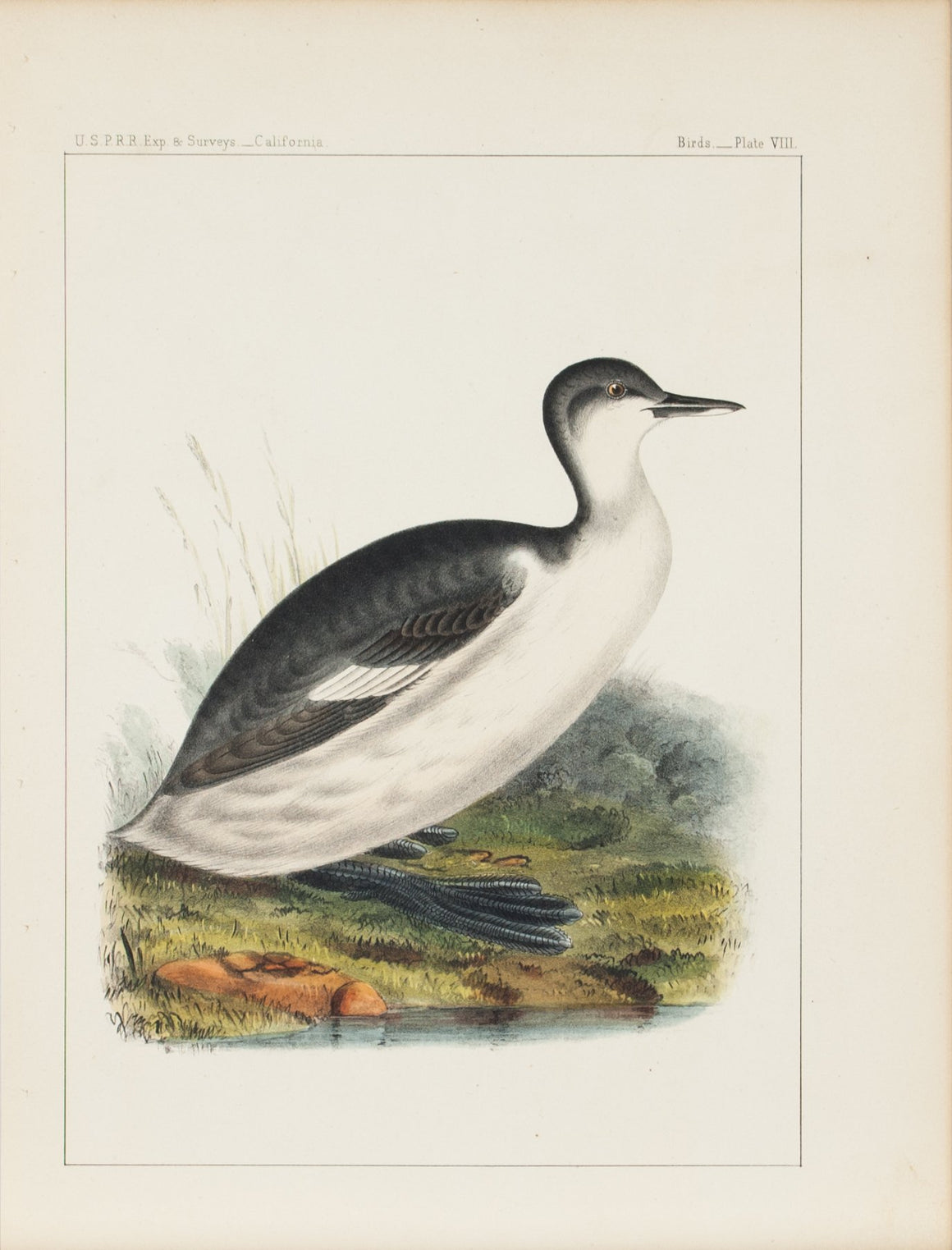 California Grebe (Podiceps Californicus, Heermann) 1859 Bird Print Plate 8