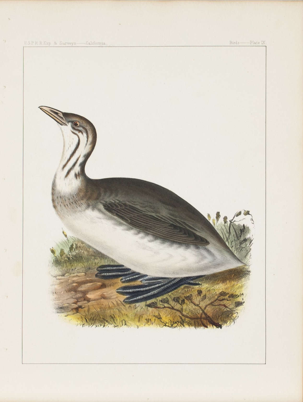 Pied-billed Grebe 1859 Antique Hand Colored Bird Print Plate 9