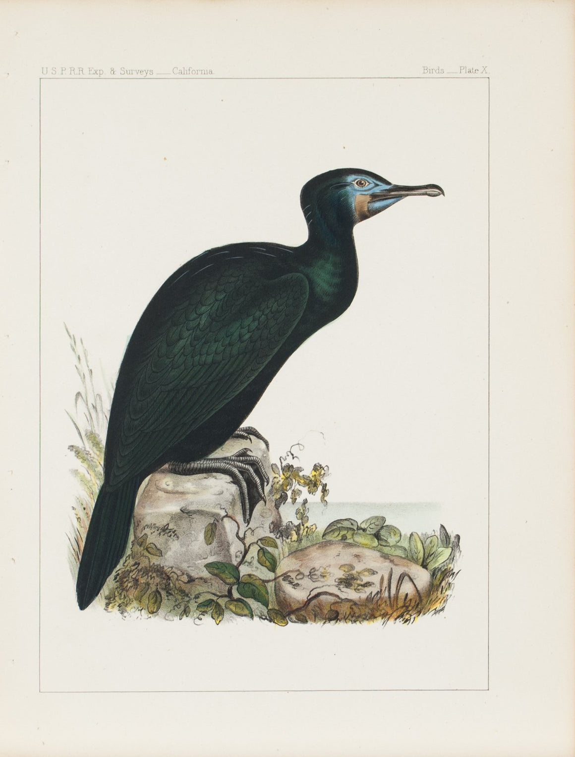 Brandt's Cormorant (Phalacrocorax penecillatus, Brandt ) 1859 Bird Print