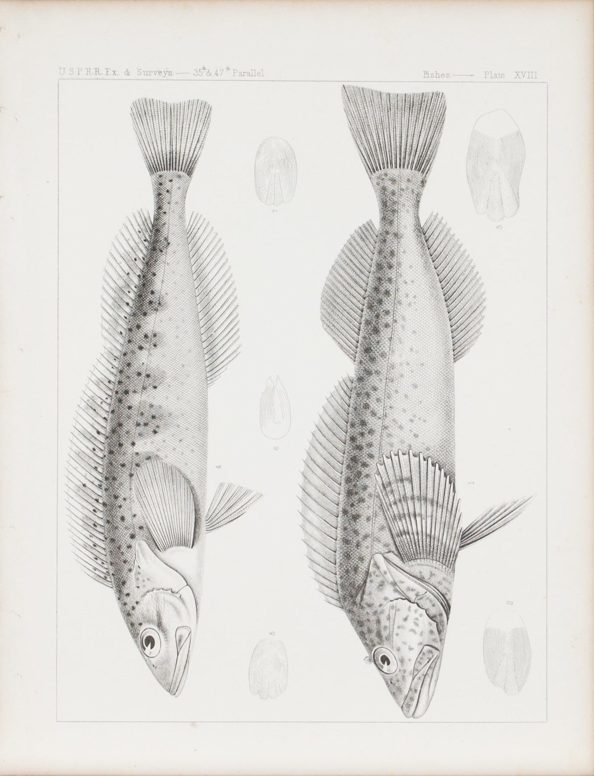 Fishes Plate XVIII 1859 U.S.P.R.R. Lithograph Fish Print
