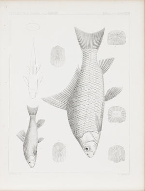 Fishes Plate XLVIII 1859 U.S.P.R.R. Lithograph Fish Print