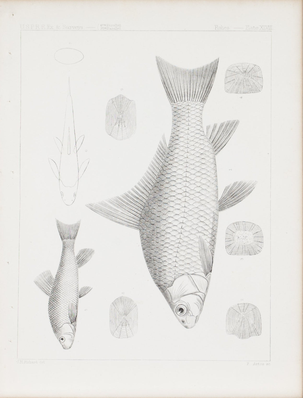 Fishes Plate XLVIII 1859 U.S.P.R.R. Lithograph Fish Print