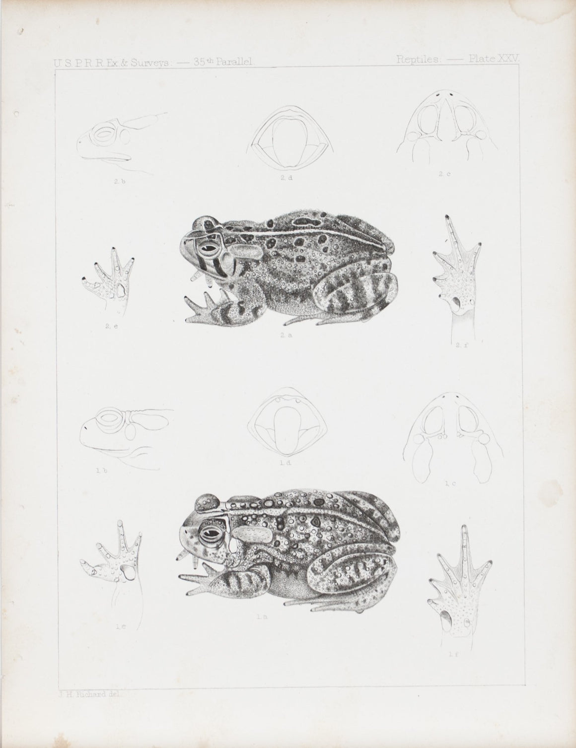 Spotted Frog Plate XXV 1859 U.S.P.R.R. Lithograph Reptiles Print
