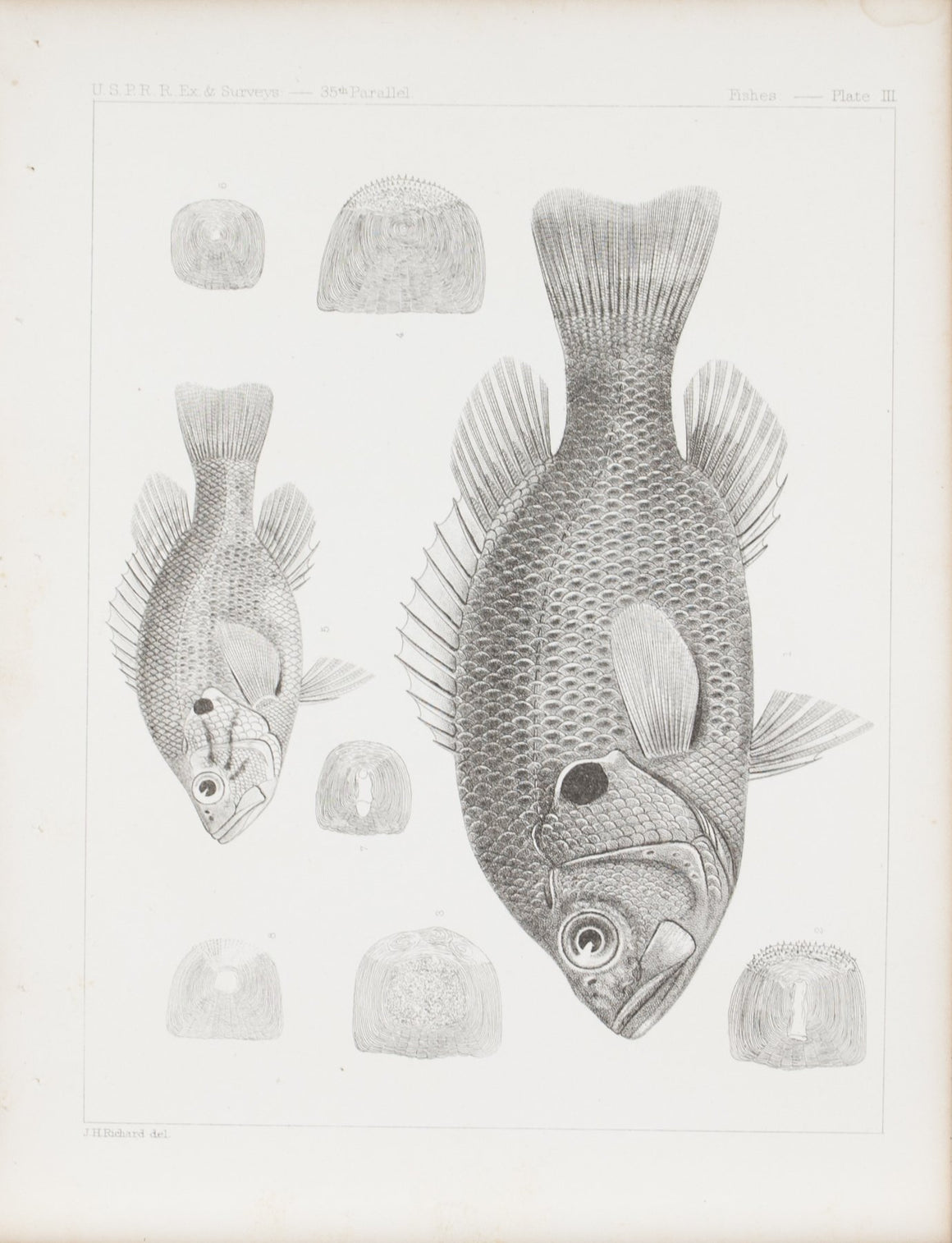Fishes Plate III 1859 U.S.P.R.R. Lithograph Fish Print