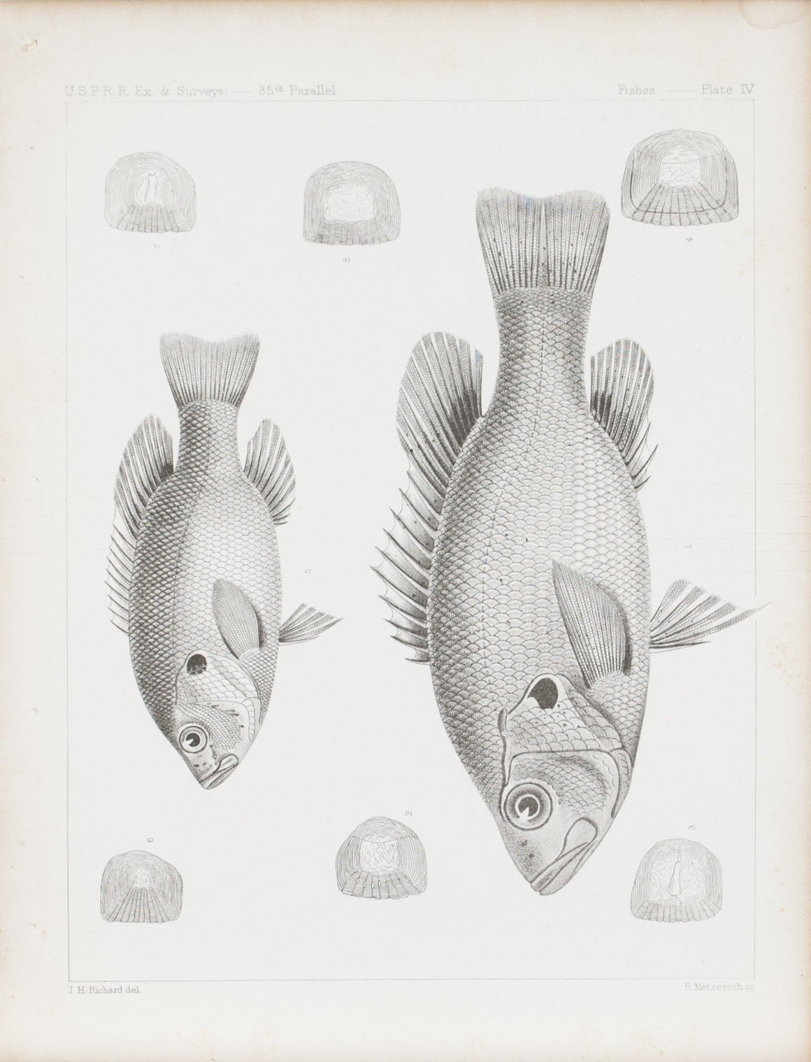 Fishes Plate IV 1859 U.S.P.R.R. Lithograph Fish Print